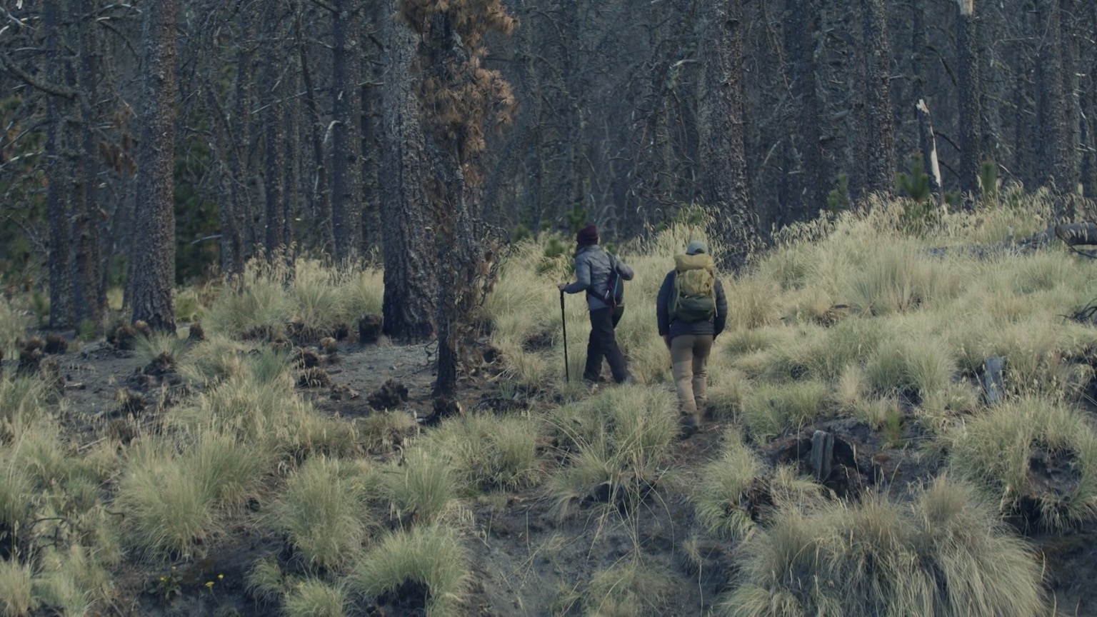Two hikers walking through a highland forest near Yubeng.